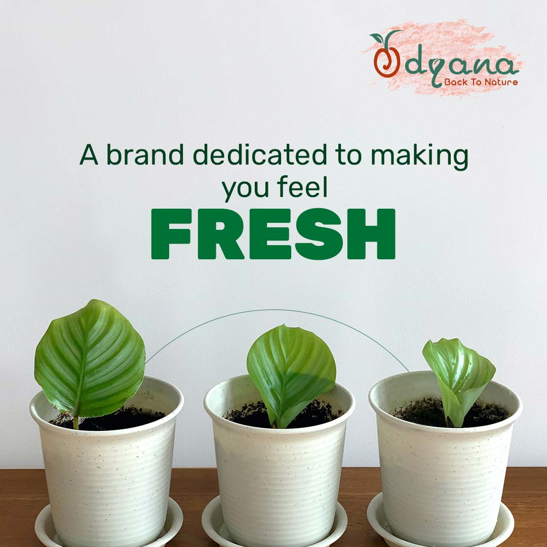 Odyana social media design by Himanshu Narwaria
